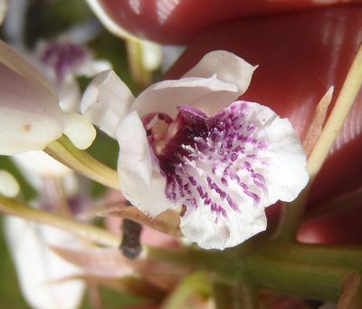 Eulophia barbata, photographed by Nicola van Berkel