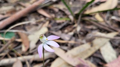 Caladenia catenata, photographed by Eamonn Culhane