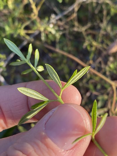 Zieria exsul, photographed by Greg Tasney
