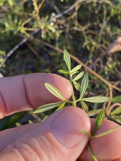 Zieria exsul, photographed by Greg Tasney