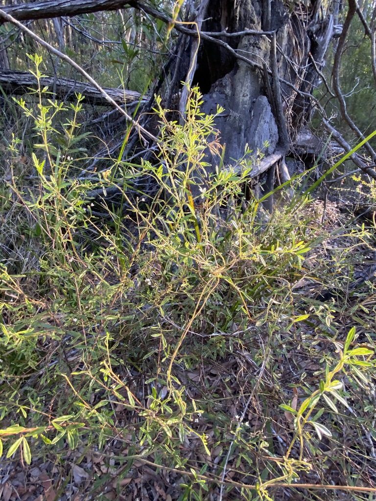 Zieria exsul, photographed by Greg Tasney