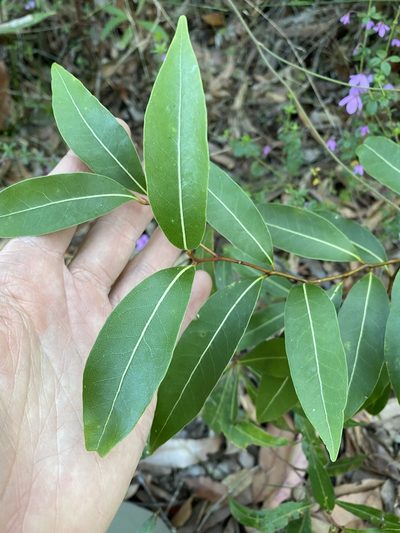 Endiandra sieberi, photographed by Greg Tasney