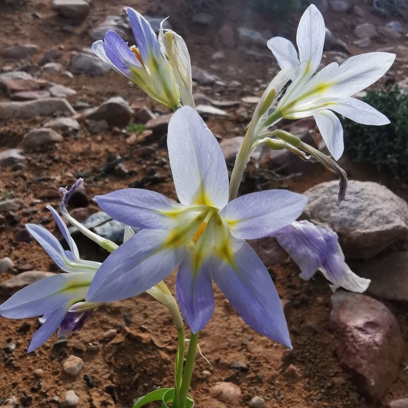 Moraea speciosa, photographed by Kai.Munting.Tankwa