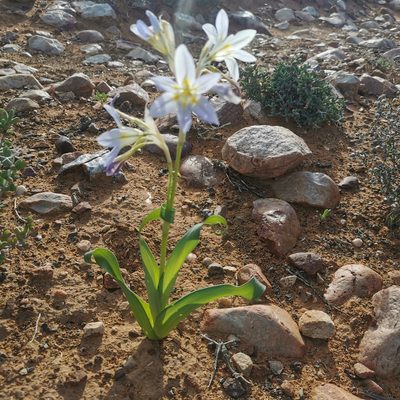 Moraea speciosa, photographed by Kai.Munting.Tankwa