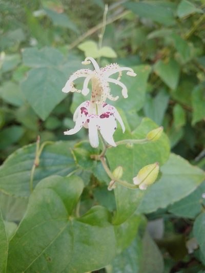Tricyrtis macropoda, photographed by Takashi KOIKE