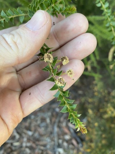 Acacia hubbardiana, photographed by Greg Tasney