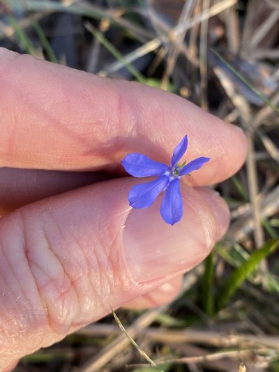 Lobelia quadrangularis, photographed by Greg Tasney