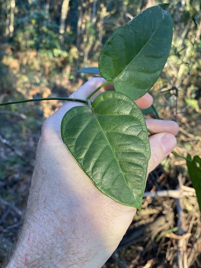 Vincetoxicum polyanthum, photographed by Greg Tasney