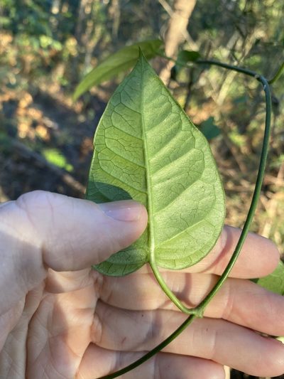 Vincetoxicum polyanthum, photographed by Greg Tasney