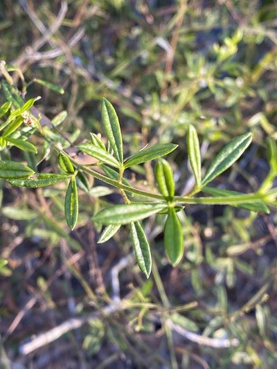 Zieria exsul, photographed by Greg Tasney