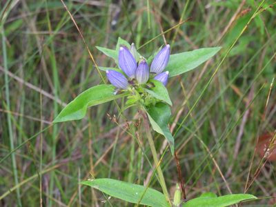 Gentiana andrewsii, photographed by Jay Solanki