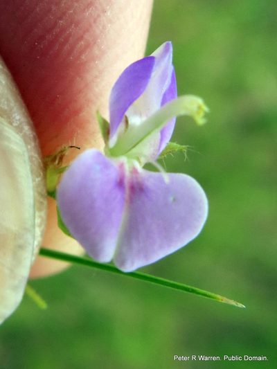 Grona setigera, photographed by Peter Warren