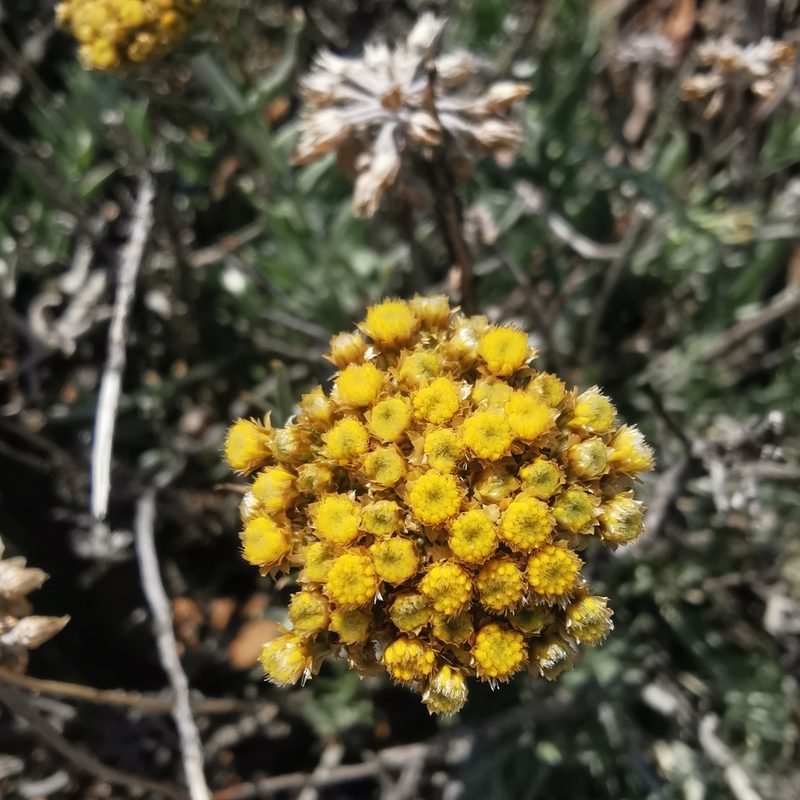 Helichrysum hebelepis, photographed by Kai.Munting.Tankwa