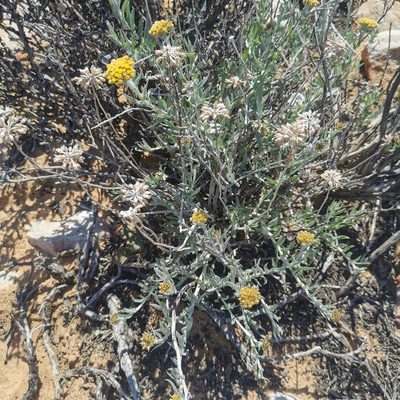 Helichrysum hebelepis, photographed by Kai.Munting.Tankwa