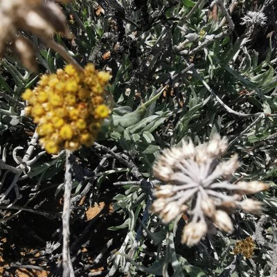 Helichrysum hebelepis, photographed by Kai.Munting.Tankwa