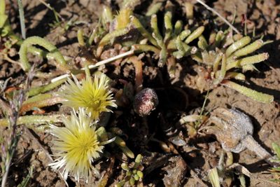 Mesembryanthemum resurgens, photographed by Karen Eichholz