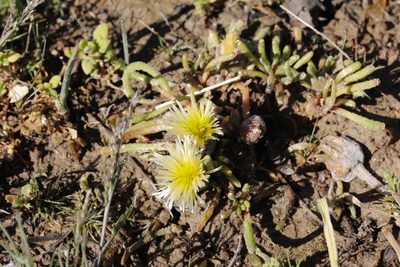 Mesembryanthemum resurgens, photographed by Karen Eichholz