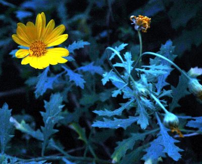 Dimorphotheca chrysanthemifolia, photographed by Tony Rebelo
