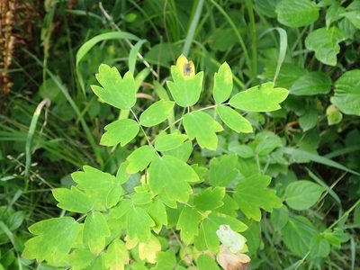 Thalictrum dasycarpum, photographed by Mary Krieger