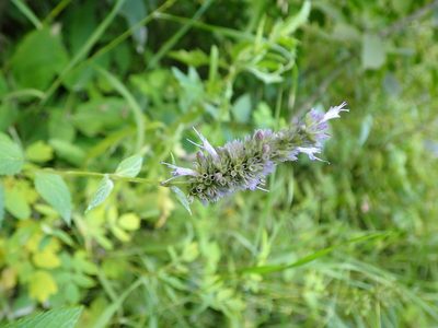 Agastache foeniculum, photographed by Mary Krieger