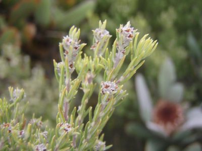 Phylica confusa, photographed by Nicola van Berkel