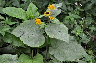 Telekia speciosa, photographed by E. A.