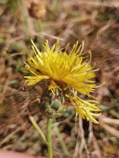 Centaurea rupestris, photographed by Ljaž