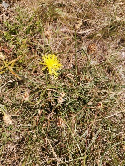 Centaurea rupestris, photographed by Ljaž