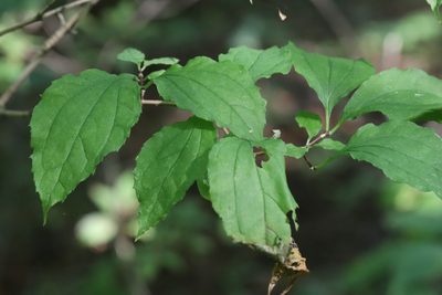 Philadelphus tenuifolius, photographed by Nina Filippova