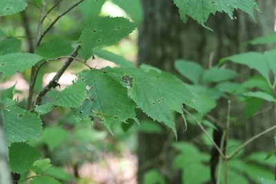 Ulmus laciniata, photographed by Nina Filippova