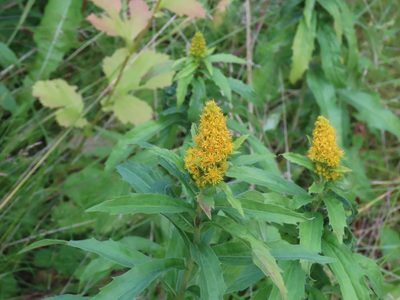 Solidago lepida, photographed by Bruce Slater