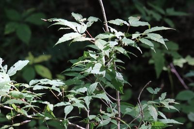Acer mandshuricum, photographed by Nina Filippova