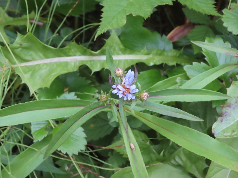 Symphyotrichum subspicatum, photographed by Bruce Slater