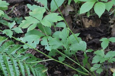 Sanicula chinensis, photographed by Nina Filippova