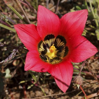 Romulea pudica, photographed by Karen Eichholz