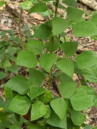 Phaseolus texensis, photographed by Alison Northup