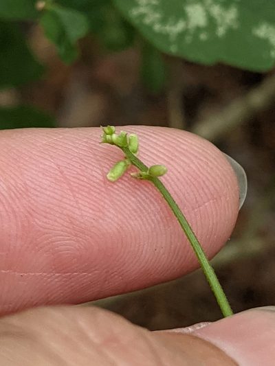 Phaseolus texensis, photographed by Alison Northup