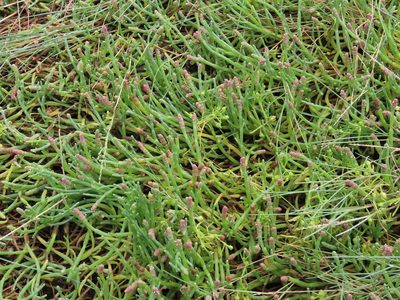 Salicornia perennis, photographed by Bruce Slater