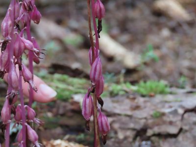 Corallorhiza mertensiana, photographed by Bruce Slater