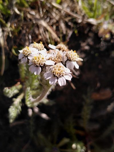 Aspilia foliacea, photographed by Loïc Chalmandrier