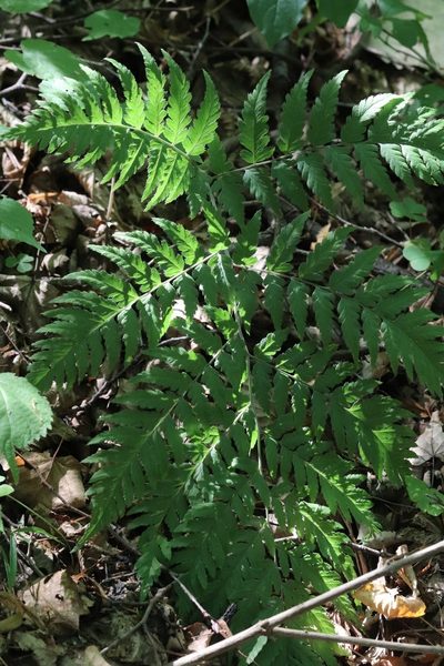 Dryopteris goeringiana, photographed by Nina Filippova