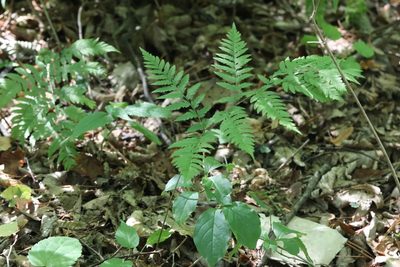 Dryopteris goeringiana, photographed by Nina Filippova