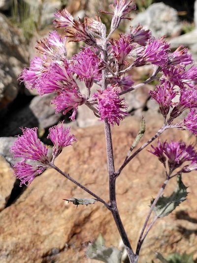 Adenostyles leucophylla, photographed by Loïc Chalmandrier