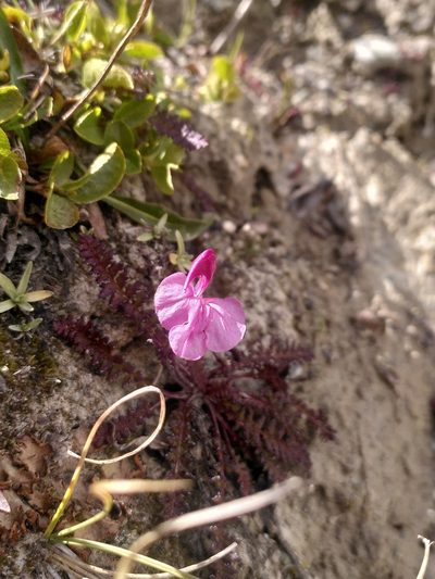 Pedicularis kerneri, photographed by Loïc Chalmandrier