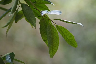 Ilex chinensis, photographed by harum.koh