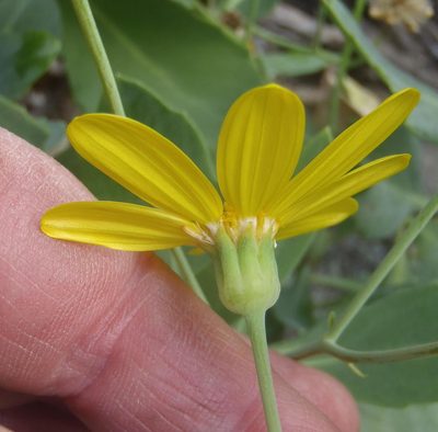 Othonna osteospermoides, photographed by Nicola van Berkel