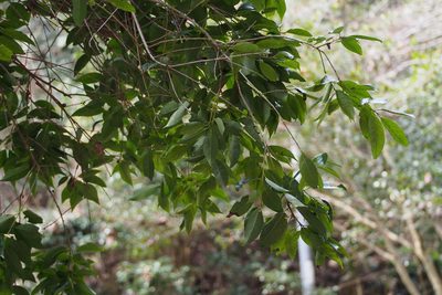 Ilex chinensis, photographed by harum.koh