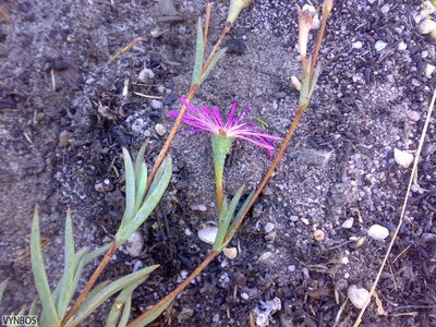 Erepsia aspera, photographed by Chris Vynbos