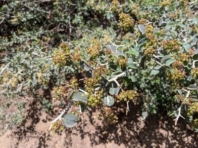 Ceanothus cordulatus, photographed by Zac Peterson
