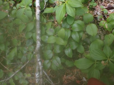 Gaultheria ovatifolia, photographed by Randal
